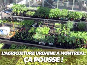 agriculture-urbaine-montréal1
