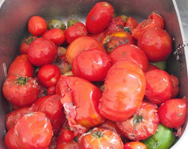 tomates