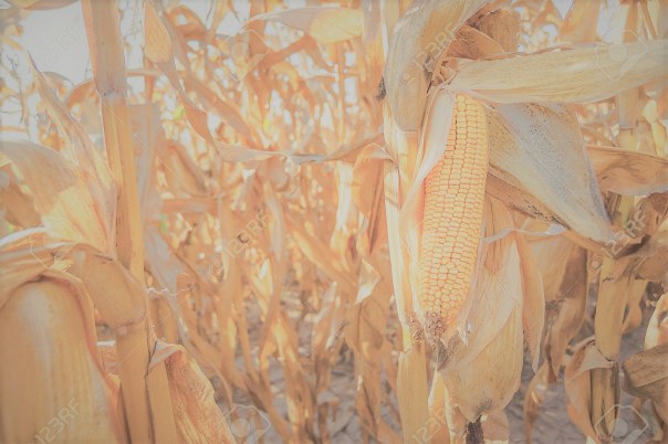 biomasse-biocarburant